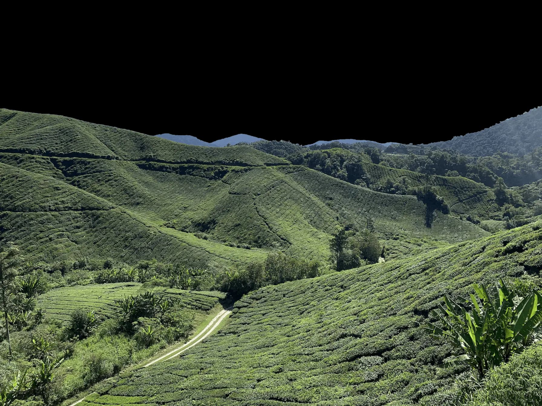 Fields of tea plantations disposed over a hill 