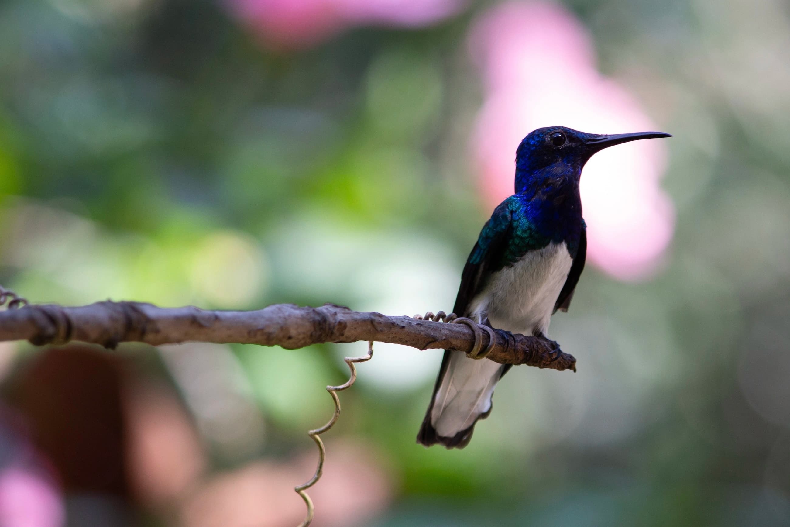 In the forefornt there are many cows, of brown colour, grazing. In the background there is a mountain with a small house in front of it.