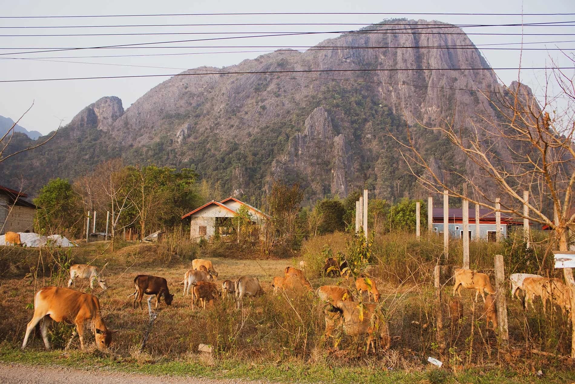 In the forefornt there are many cows, of brown colour, grazing. In the background there is a mountain with a small house in front of it.