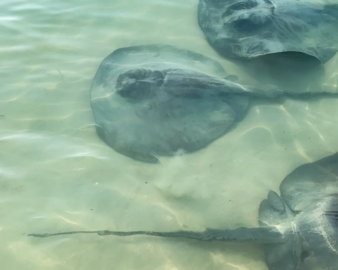 Stingrays gliding through shallow water in Caye Caulker Three grey stingrays in shallow water