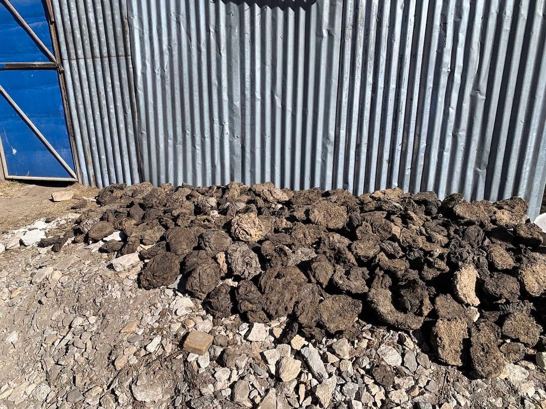 Yak and Nak poop collected and used for winter heating Yak and Nak poop collected and used for winter heating