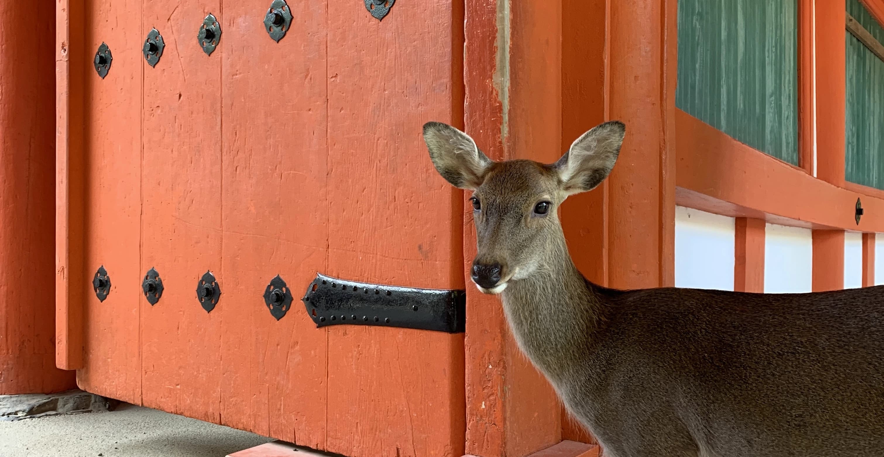 missing image Deer on red background in Japanese temple in Nara